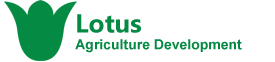 Lotus Logo